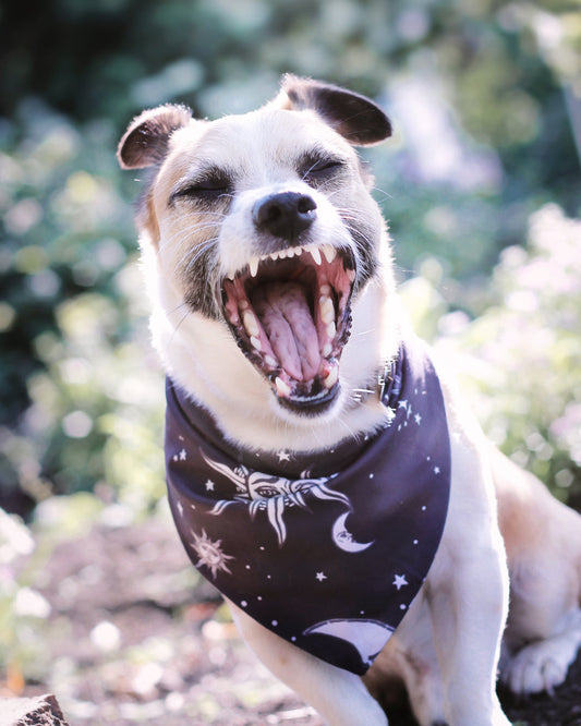 Bandana Para Perro / Gato